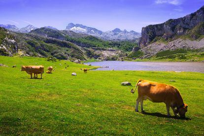 The Lakes of Covadonga are situated 1,000 meters up in the Picos de Europa mountains. Around them, herds of horses, cows and goats graze at their leisure in a calm and tranquil environment. Visitors are also encouraged to take advantage of the surrounding hiking trails – no hiking or climbing experience is required to embark on them.