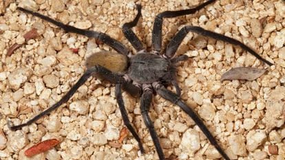 The spider has 10-centimeter-long legs.