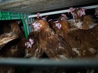 Hens in a furnished cage in Spain.