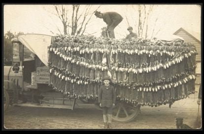 An undated photograph taken at Braidwood (New South Wales, Australia) in the early 20th century; hunters earned up to 12 pounds hunting rabbits there.