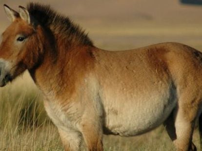According to researchers, the Iberian cebro resembled a gray version of Przewalski’s horse.