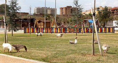 Geese outside the children's playground at Guadiana Park.