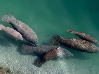 A group of manatees is pictured in a canal where discharge from a nearby Florida Power & Light plant warms the water in Fort Lauderdale, Florida, in December 2010.