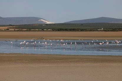 Un grupo de flamencos rosados ​​en un estanque formado por agua de una planta de tratamiento en la localidad de Humilladero. 