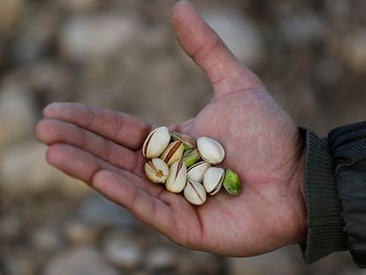 Pistachios from a farm in Madrid.