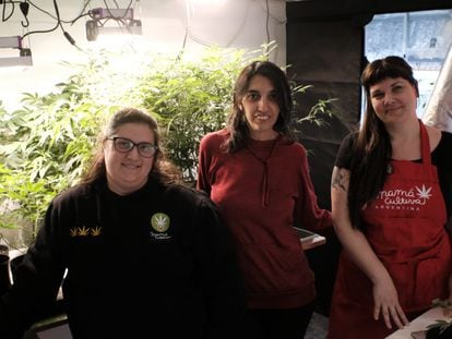 Yamila Peluso, Julieta Molina, and Valeria Salech pose next to a cannabis plant in Mamá Cultiva's office in Buenos Aires.