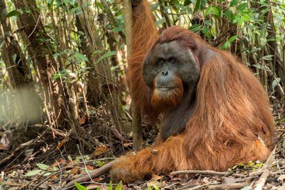 Adult male orangutans on the island of Borneo spend up to 5% of their time on the ground. However, those from neighboring Sumatra do not come down from the trees. In Borneo the tigers were extinct, in Sumatra, not. In the image, a male rescued from a palm plantation.