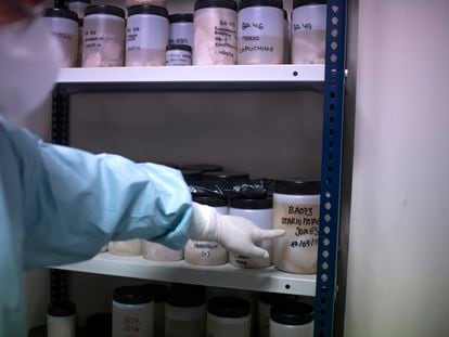 Human and animal brains at the CIEN Foundation Tissue Bank, in Madrid, Spain, in June 2021.