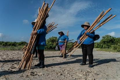Members of 'Las chelemeras' before entering the sea with sticks, to mount tarps in the mangrove swamp. 