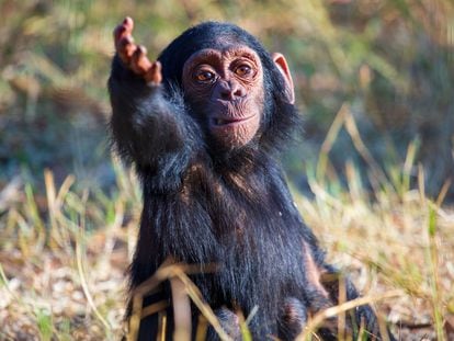 Image of Jake, one of the baby chimpanzees studied in the research, gesturing to another chimpanzee.