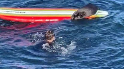 Sea otter steals board from surfer in California