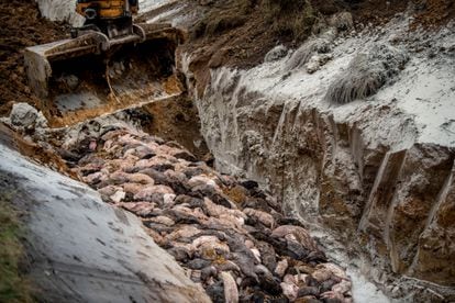 Dozens of mink sacrificed by the Danish Armed Forces on November 9, 2020 near Holstebro.