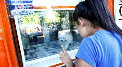 A puppy in a pet shop display window.