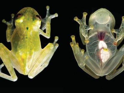 The newly discovered species of glassfrog is so transparent its heart can be seen beating.