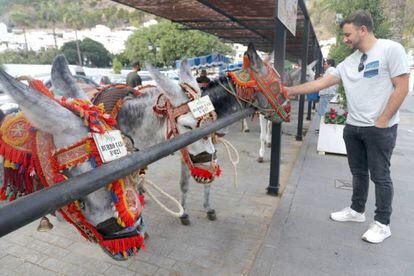 Some of the donkeys used for the ride service in Mijas.