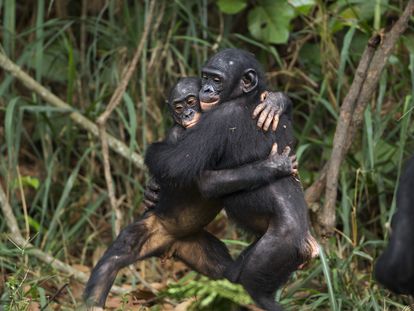 Experiments did not detect any differences between bonobos and chimpanzees when it came to remembering their own kind. In the picture, two young bonobos from the Lola Ya Bonobo sanctuary (Democratic Republic of the Congo) embrace.