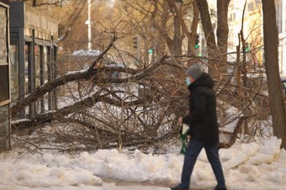 The snow storm has downed many trees in the city of Madrid.