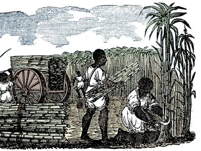 Engraving by an unknown artist showing slaves picking sugar cane in Louisiana, 1833.