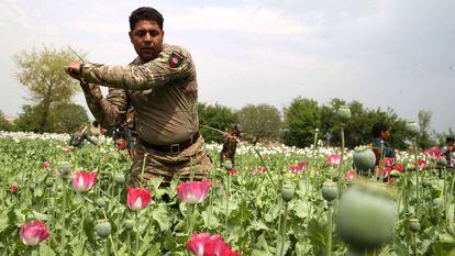 Afghan soldiers destroy a poppy field in Afghanistan's Nangarhar province.