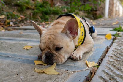 Perros Bulldog francés: ¿por qué son tan delicados durante su crianza? -  Gente - Cultura 