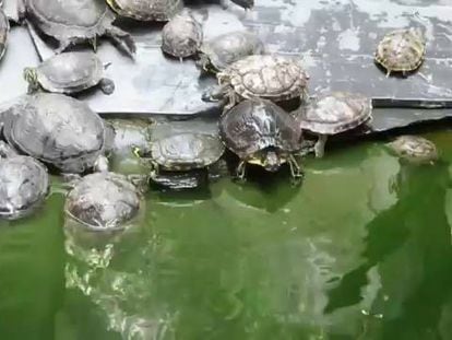 Video: The terrapins in the Atocha station pond.