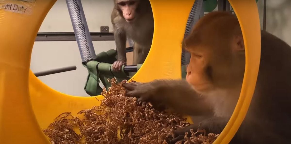 Medical ethics organization lodges complaint over monkey deaths in Elon