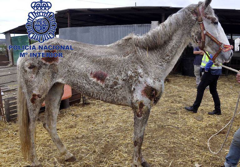 One of the sick and starving horses found on the property.
