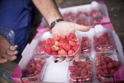 Spanish raspberries