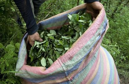 Coca leaves harvested in Nariño, Colombia. 