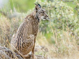 Footage of the Iberian lynx, whose population now exceeds 1,000 (Spanish text).