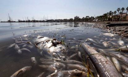 Dead fish floating on the surface of the Mar Menor on October 13, 2019.