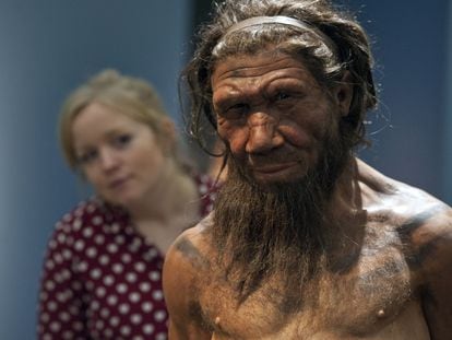 An employee of the Natural History Museum in London looks at a model of a Neanderthal male in his twenties.