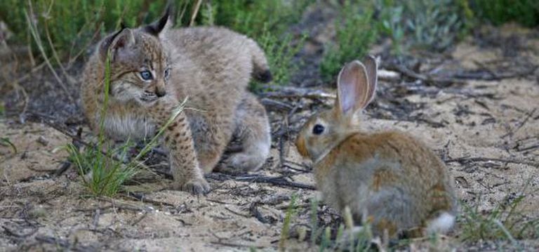 The lynx is a specialist rabbit hunter and not as capable as other species of varying its diet when its primary prey is scarce.