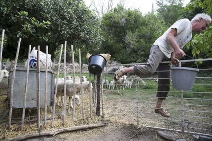 Chris feeding his sheep. He keeps the lambs with their mothers away from the pregnant animals. He used to sell lamb, but now keeps sheep for personal consumption only.