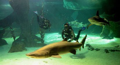 Divers swim among sharks at the Madrid Zoo.