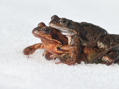 Two frogs move through the snow to their spawning ground. Generally the females carry the males on their backs.