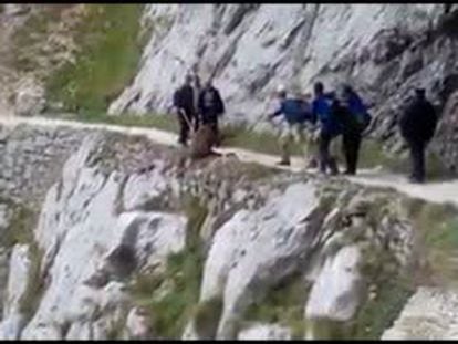 The video of a group of hikers pushing a boar off a cliff.