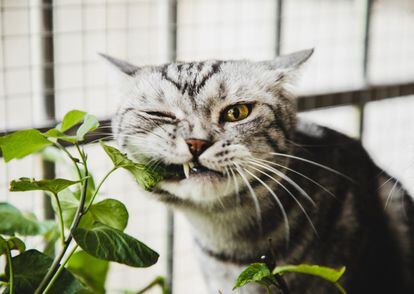 Poisonous Plants to Cats and Dogs