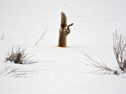 A red fox hunting a mouse under the snow in Park County, Wyoming (United States).