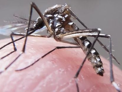 The ‘Aedes aegypti’ mosquito, which transmits the Zika virus.