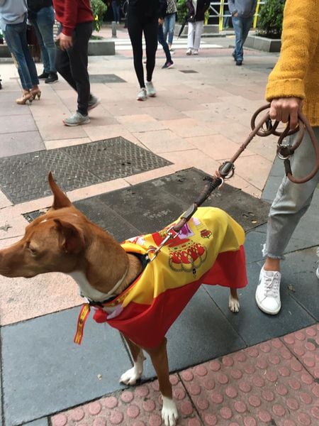Barri the dog wearing a Spanish flag.