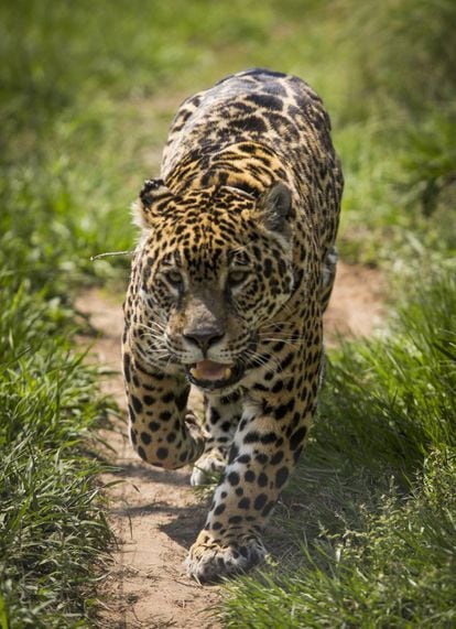 A female jaguar in her corral in the San Alonso reserve. The job of her caretakers is to teach her how to hunt before releasing her into the wild