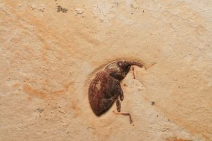 A fossil found in Araripe, Brazil, one of the main fossil deposits analyzed in Raja-Schoob‘s study. 