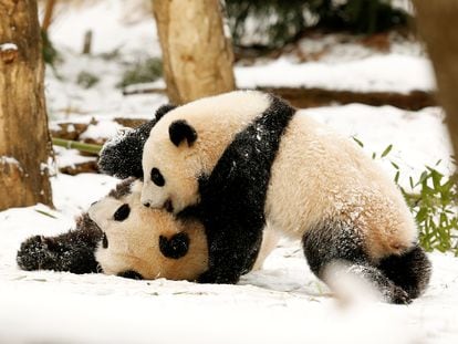 Giant Panda mom Mei Xiang (L) and her cub Bao Bao (R) wrestle in the snow at the Smithsonian National Zoo in Washington January 27, 2015.