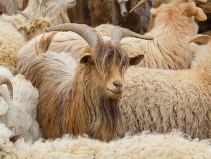 Cashmere goats in the Gobi desert.