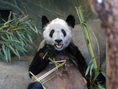 Ya Ya eats a bamboo shoot at the Memphis Zoo on April 8.