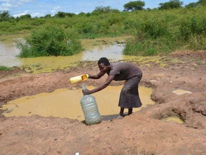A woman collects water from a pond formed after recent flooding in the Albertine region, Uganda.