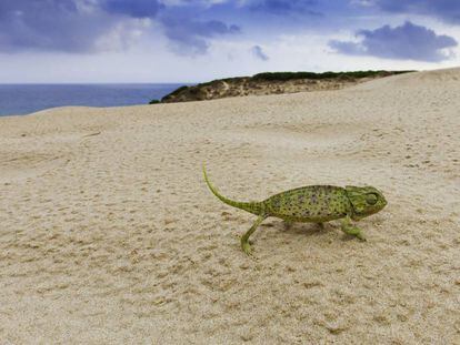 A chameleon on Bolonia beach in Tarifa (Cádiz). 