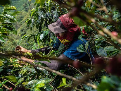 A worker picks coffee berries in Fredonia, in the Colombia department of Antioquia.