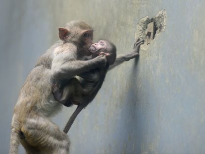 A female crab-eating macaque with child at the Chengdu Zoo in China.